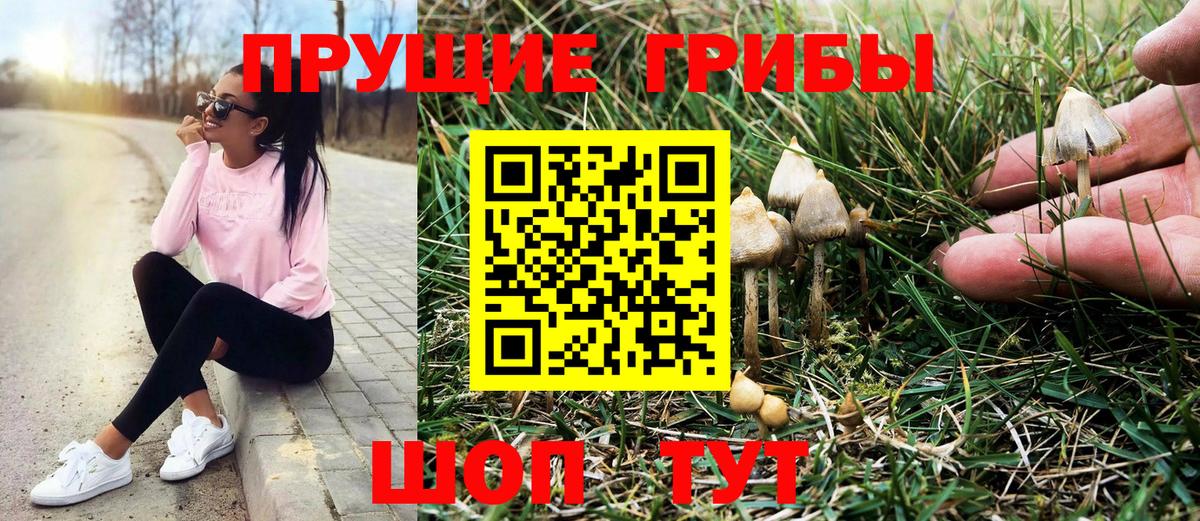 Псилоцибиновые грибы мицелий Кубинка